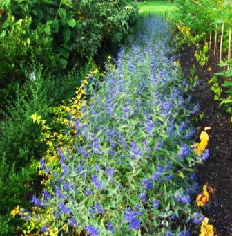 کاریوپتریس